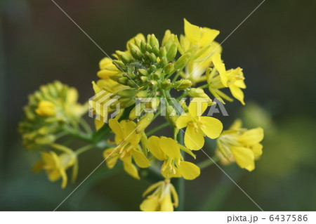 セイヨウカラシナ セイヨウカラシナ 6437586