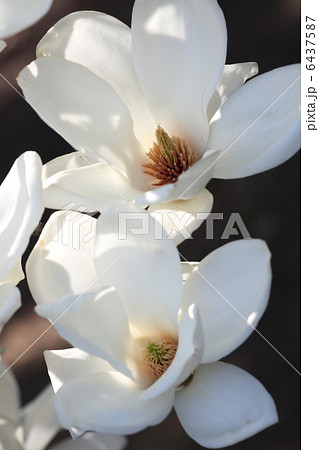 白木蓮の花 6437587