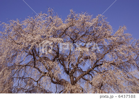 枝垂桜 6437588