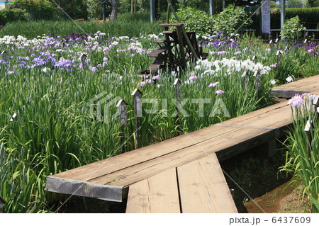 水郷の菖蒲園 水郷の菖蒲園 6437609
