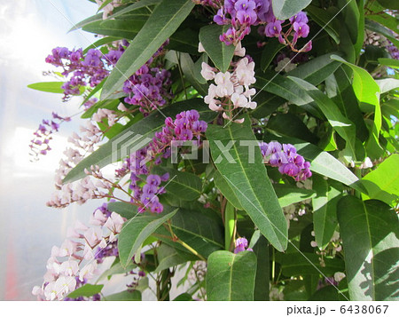 ハーデンベルギア ハーデンベルギア 6438067