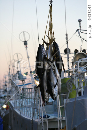 バチマグロの水揚げ バチマグロの水揚げ 6438142