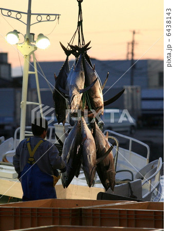 バチマグロの水揚げ 6438143