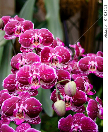 胡蝶蘭 紫 花言葉 幸福が飛んでくる Phalaenopsisの写真素材