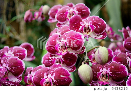 胡蝶蘭 紫 花言葉 幸福が飛んでくる Phalaenopsisの写真素材
