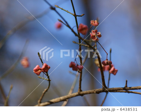 マユミ桃色の実 6438531