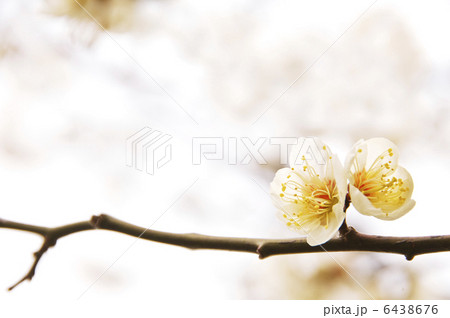 梅の花　新春イメージ 6438676