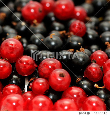 red currant 6438812