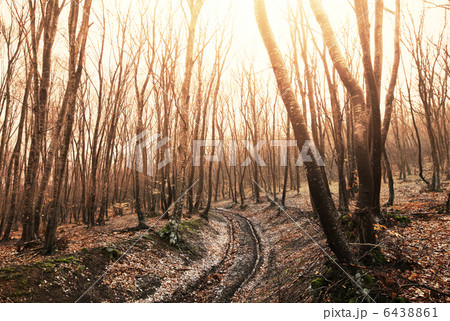 Forest Forest 6438861