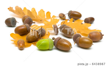 mature acorns on a white background 6438987