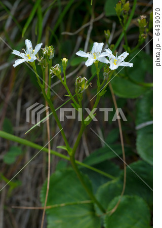 イワイチョウ イワイチョウ 6439070