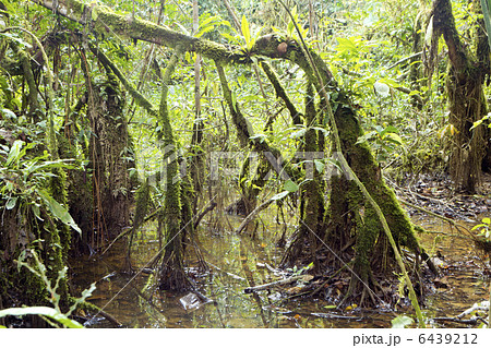 Interior of swamp forest  6439212