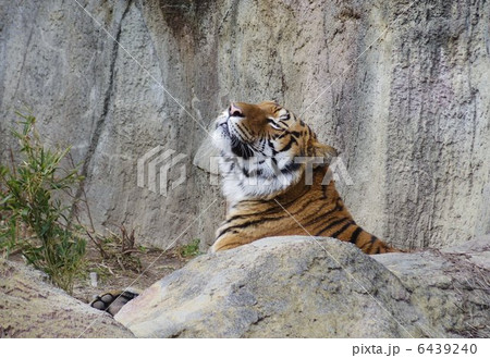 リラックスする1月のとべ動物園のトラ 6439240