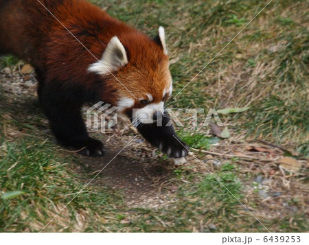 愛くるしいレッサーパンダの散歩 6439253