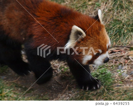 愛くるしいレッサーパンダの散歩 6439255