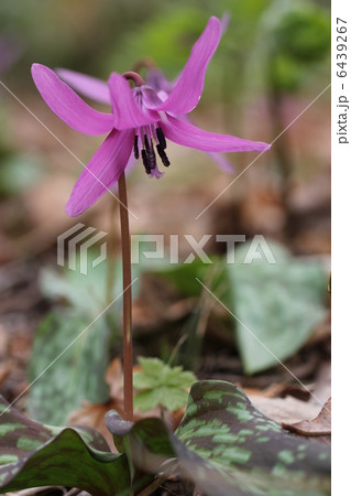 カタクリ 6439267