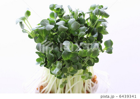 カイワレ大根 6439341