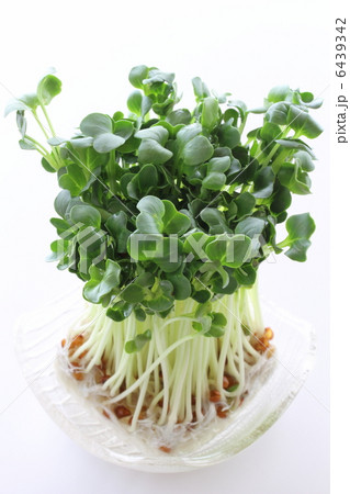 カイワレ大根 6439342