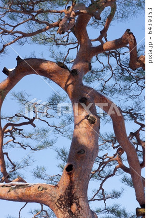 冬の赤松 6439353