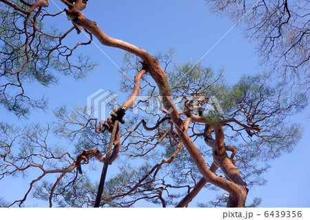 冬の赤松 6439356