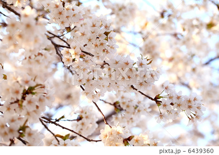満開の桜 満開の桜 6439360