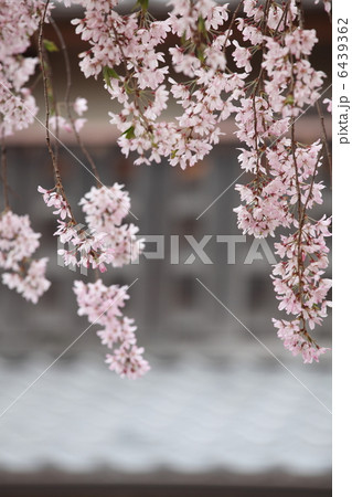 京都の桜 6439362