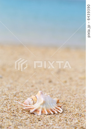 海と貝殻と砂浜 6439390