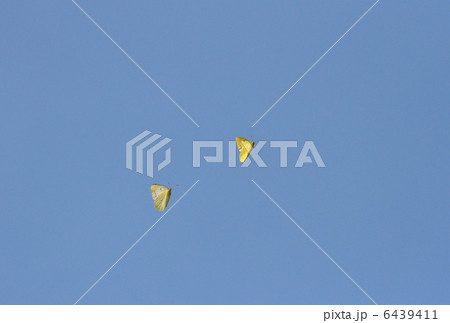 モンキチョウの求愛 6439411