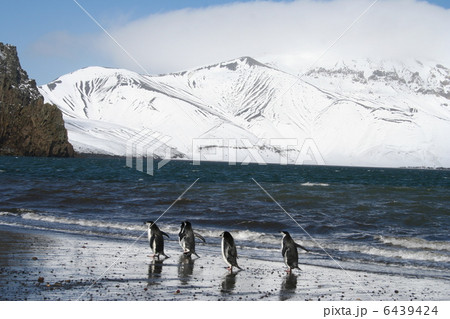 デセプション島のヒゲペンギン 6439424