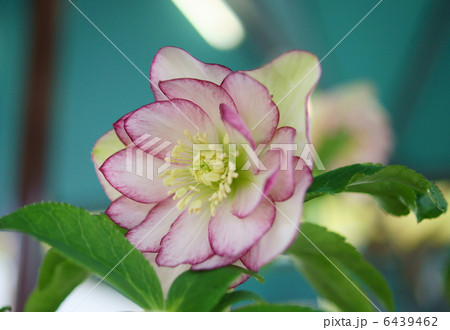 クリスマスローズ 花言葉 追憶 Helleborus Nigerの写真素材