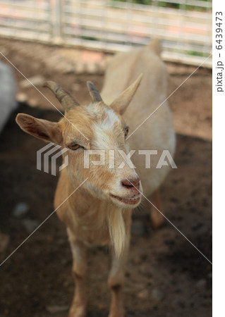 山羊 6439473