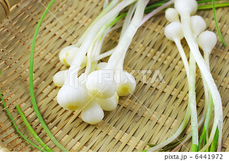 春の山菜ノビル 6441972