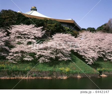 日本武道館と桜 日本武道館と桜 6442147