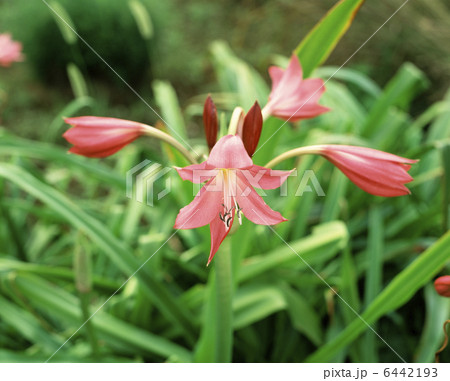 インドハマユウ 6442193