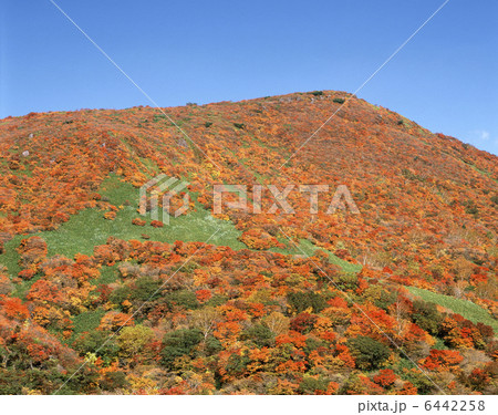 紅葉 紅葉 6442258