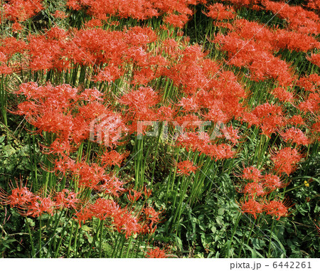 ヒガンバナ 6442261
