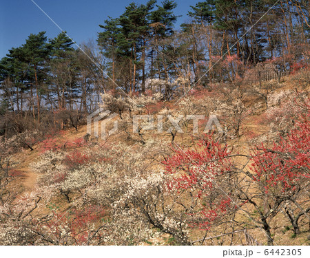 宝登山梅百花園 6442305
