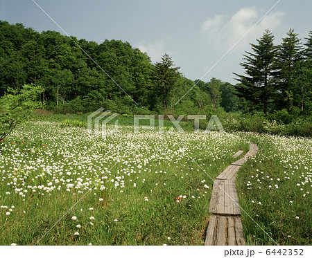 ワタスゲの群落 6442352