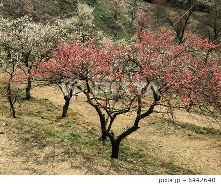 宝登山梅百花園 宝登山梅百花園 6442640