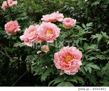 ぼたん 花競 の写真素材