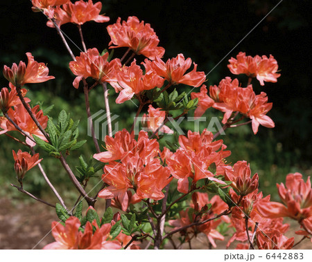 レンゲツツジ 6442883