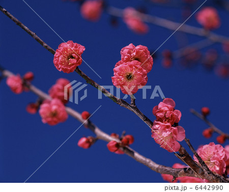 八重寒紅梅 八重寒紅梅 6442990