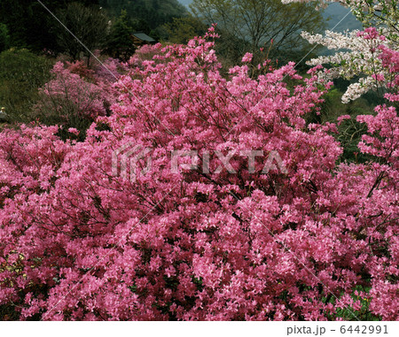 岩根山ミツバツツジ 6442991