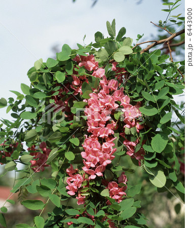 ニセアカシア（カスケルージュ） 6443000