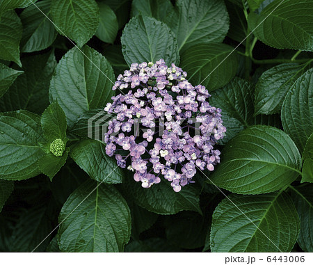 ウズアジサイ 6443006