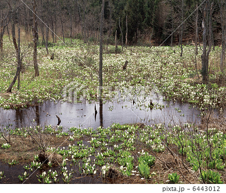 水芭蕉群生 6443012