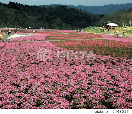 芝ざくら公園 6443017