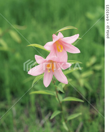 ひめさゆり ひめさゆり 6443035