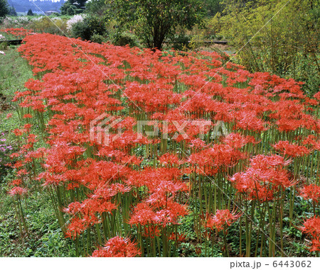 ヒガンバナ 6443062