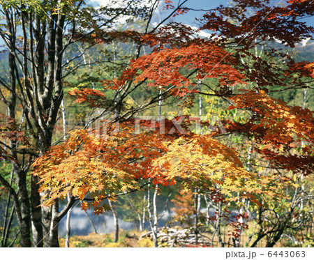 一の瀬園地の紅葉 6443063